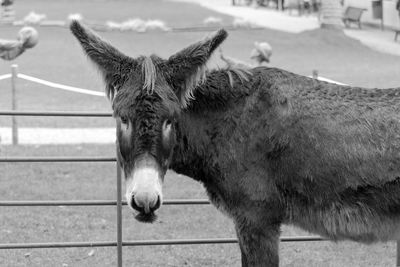 Close-up of horse standing outdoors