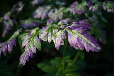 Close-up of plant