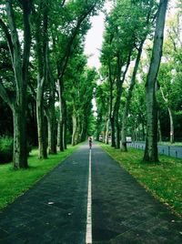 Distant view of woman riding bicycle on street amidst trees