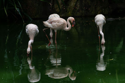 Ducks in a lake