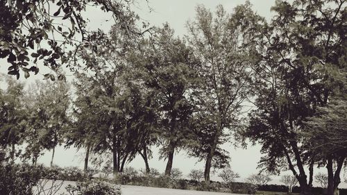 Trees on field in forest against sky