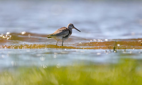 Close-up of sand piper perching on a lake