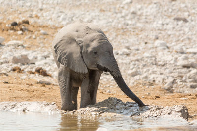 Close-up of elephant drinking water from river