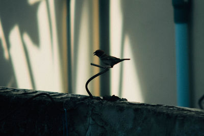 Bird perching on floor