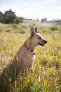 Dog on field against sky