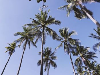 Low angle view of coconut palm trees against blue sky