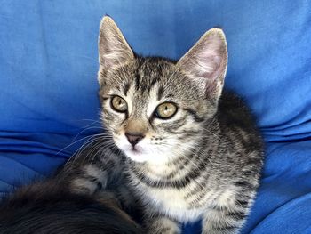 Close-up portrait of a cat