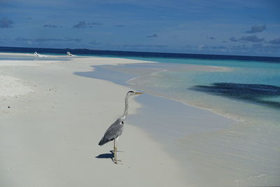 Birds on beach against sky