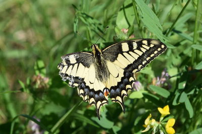 Close-up of butterfly perching on plant