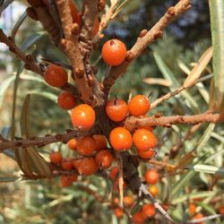 Close-up of berries growing on tree