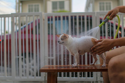 Midsection of person bathing dog while sitting on table