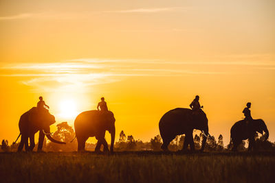 Silhouette people riding horses on field against sky during sunset