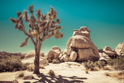 Dead tree on rock formation against sky
