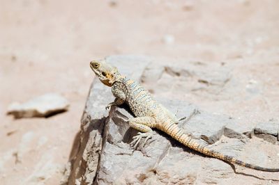 Close-up of lizard on rock