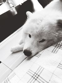 High angle view of dog lying on floor