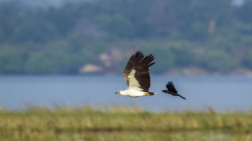 Bird flying in the sky