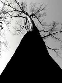 Low angle view of silhouette tree against sky