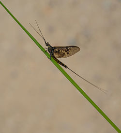 Close-up of butterfly