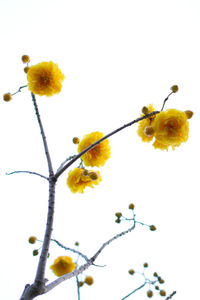 Low angle view of yellow flowers against clear sky