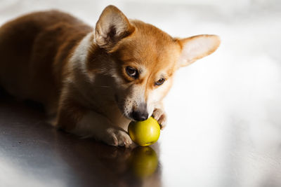 Funny red-white corgi eats a green apple on floor at home. the dog gnaws
