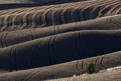 Scenic view of agricultural field