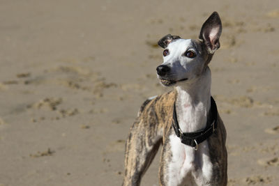 Portrait of dog on beach