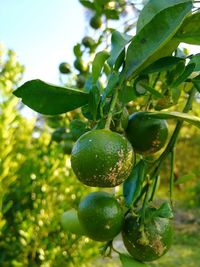 Close-up of berries growing on tree