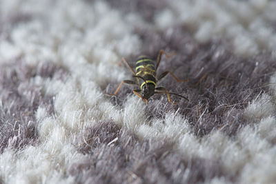 Close-up of insect