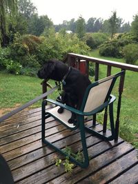 Cat on wood against trees