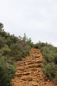 Road passing through forest