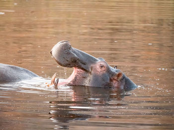 Close-up of pelican swimming in lake