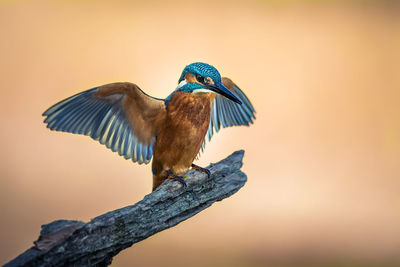 Close-up of bird perching on branch against sky