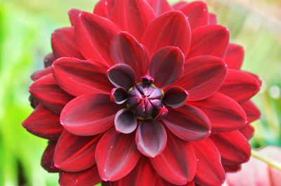 Close-up of red dahlia