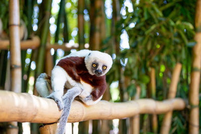 Monkey looking away on tree