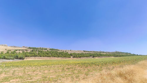 Scenic view of field against clear blue sky