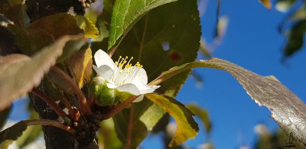 Close-up of white flowering plant