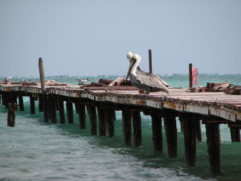 Birds perching on wooden post by sea against clear sky