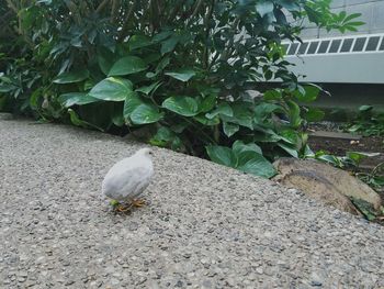 High angle view of bird perching on plant