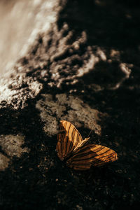 High angle view of butterfly on ground