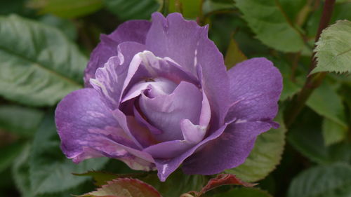 Close-up of purple flowers blooming outdoors