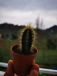 Close-up of hand holding plant