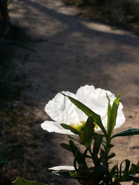 Close-up of white flowering plant