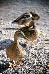 Mallard ducks on field during sunny day