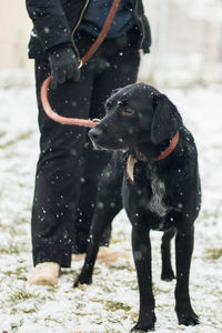 Close-up of black dog running on field