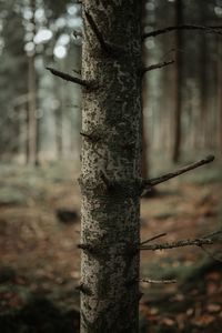 Close-up of tree trunk in forest