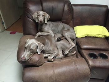 Dog sleeping on sofa