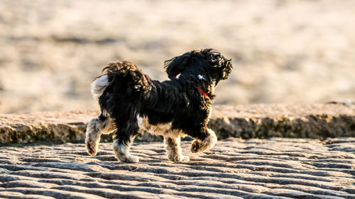 Dog looking away on sandy beach