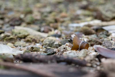 Close-up of snail