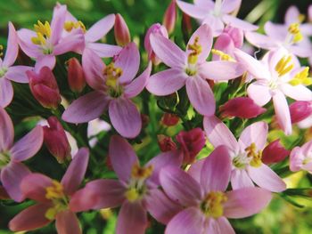 Close-up of pink flowers blooming outdoors