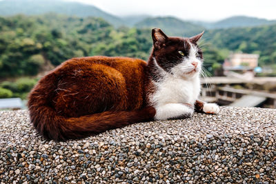 Close-up of a cat looking away